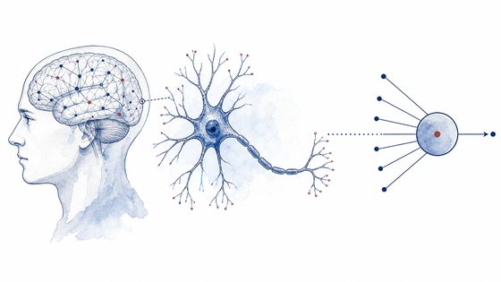 A brain network, a biological neuron, and a simplified artificial unit.